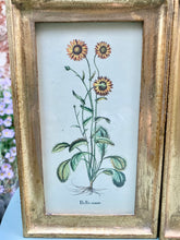 Load image into Gallery viewer, Vintage Set of 4 Botanical Prints
