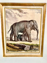 Load image into Gallery viewer, Lovely Vintage Trowbridge Framed Print Baby Elephant and Mother
