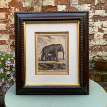 Load image into Gallery viewer, Lovely Vintage Trowbridge Framed Print Baby Elephant and Mother
